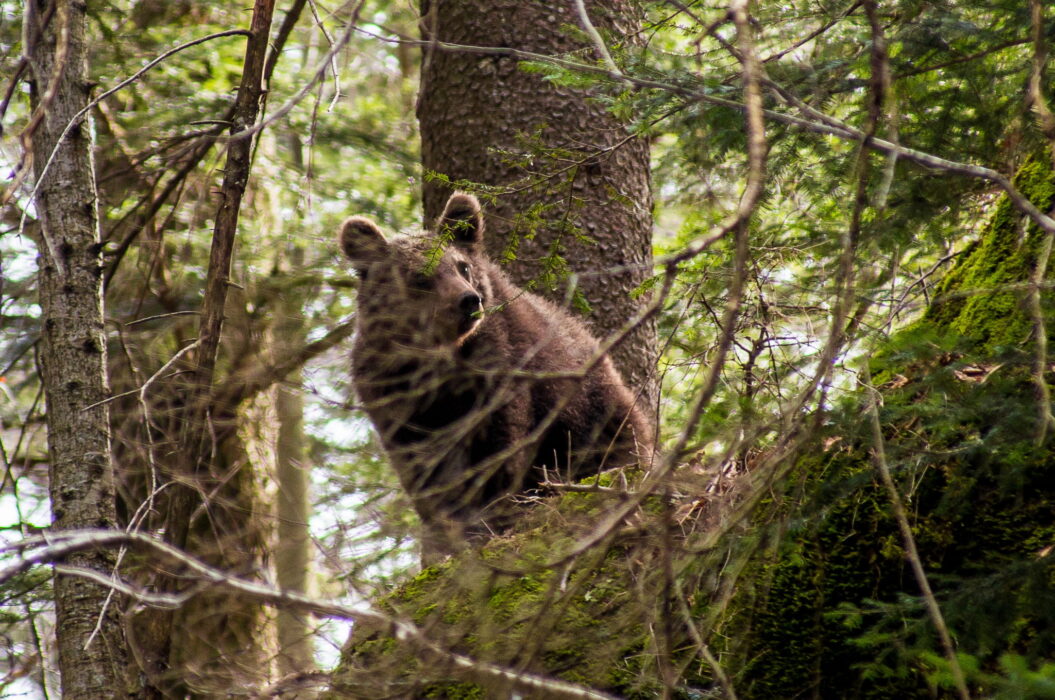 Opazovanje rjavega medveda / Brown bear observation (Bear watching)