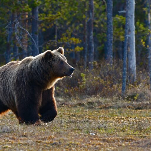 Opazovanje rjavega medveda / Brown bear watching